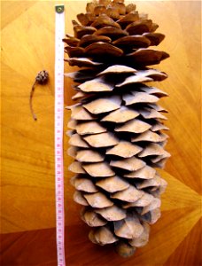 Conifer cones: Sequoia sempervirens (left), Pinus lambertiana (right)