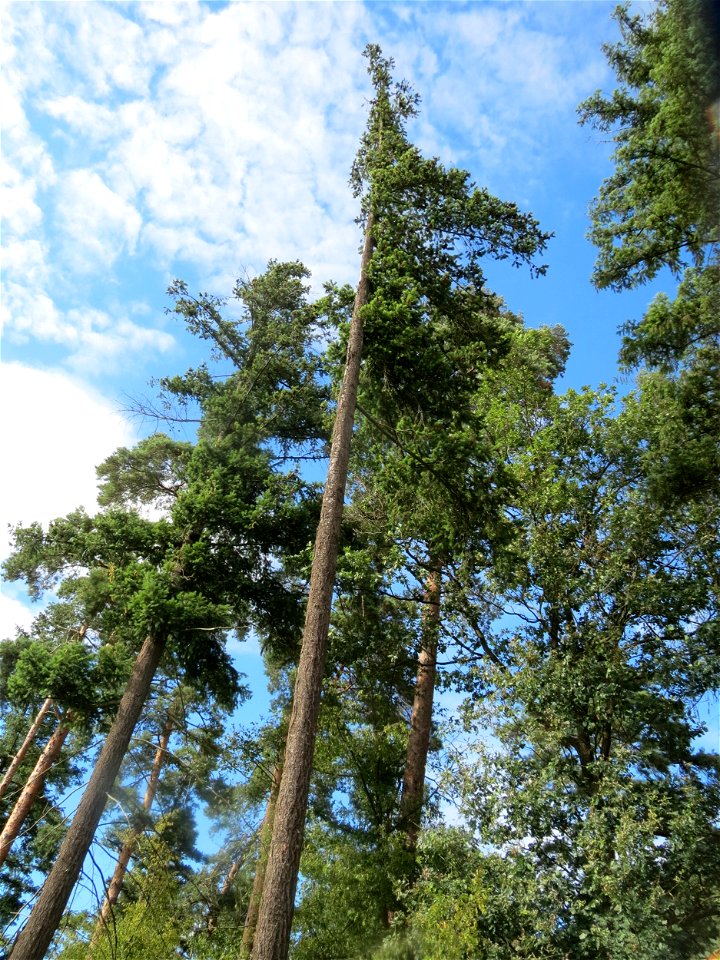 Douglasie (Pseudotsuga menziesii) im Schwetzinger Hardt photo