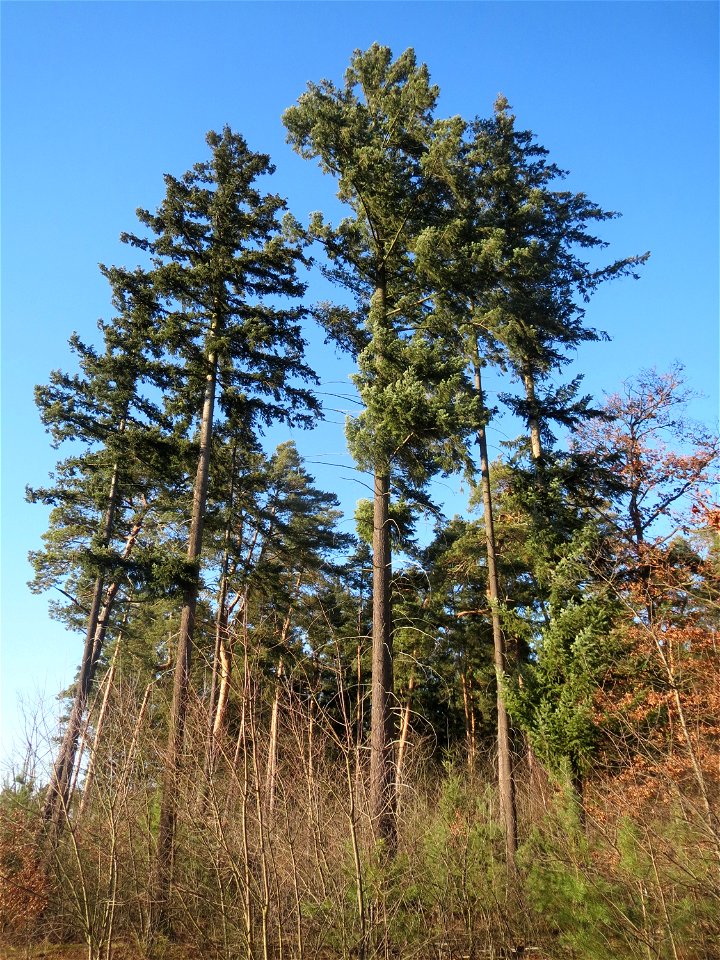 Douglasie (Pseudotsuga menziesii) im Schwetzinger Hardt