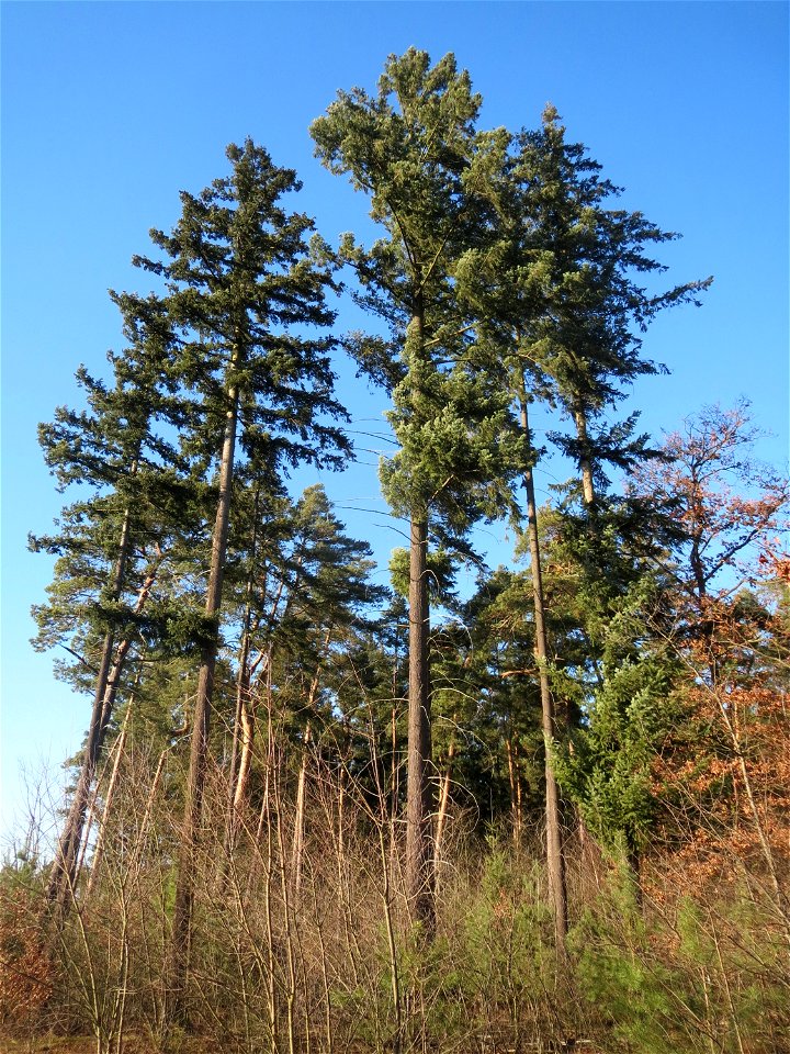 Douglasie (Pseudotsuga menziesii) im Schwetzinger Hardt photo