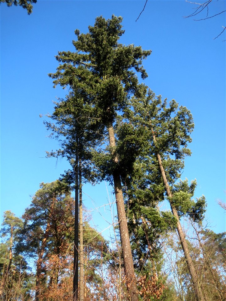 Douglasie (Pseudotsuga menziesii) im Schwetzinger Hardt - Dieser Baum stammt ursprünglich aus Nord-Amerika, ist aber mittlerweile ein häufiger Forst-Baum in Europa