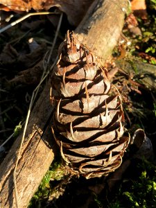 Douglasie (Pseudotsuga menziesii) im Schwetzinger Hardt - Dieser Baum stammt ursprünglich aus Nord-Amerika, ist aber mittlerweile ein häufiger Forst-Baum in Europa