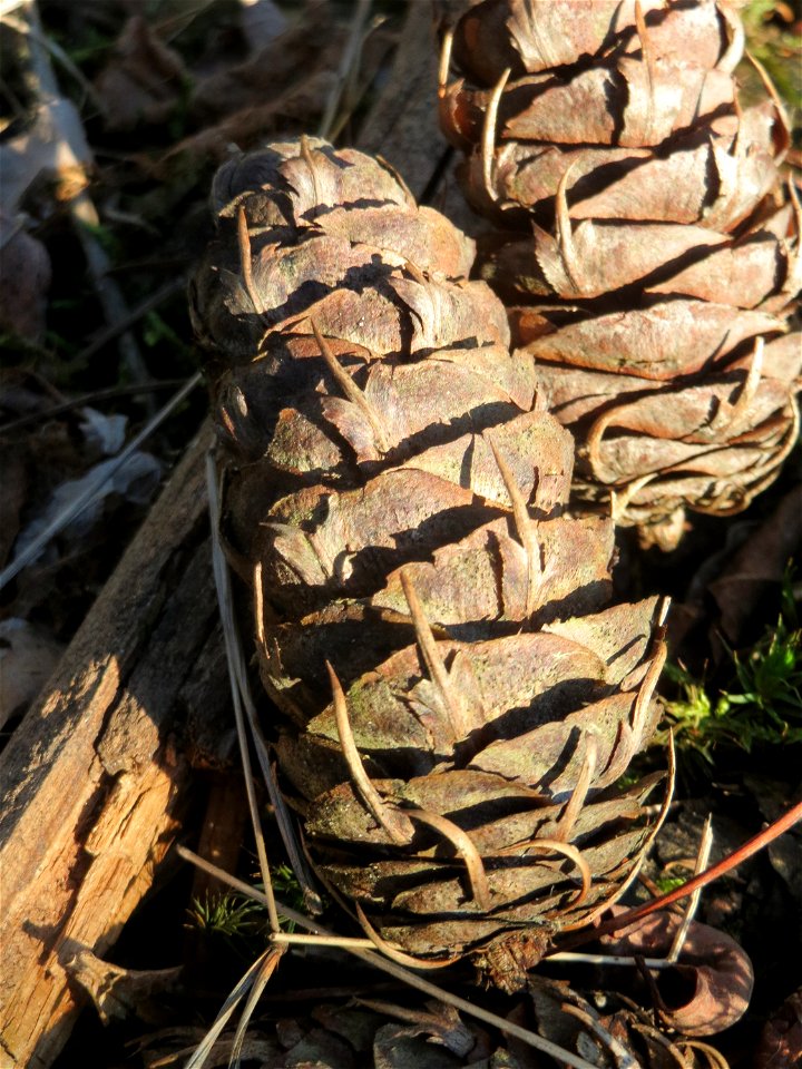 Douglasie (Pseudotsuga menziesii) im Schwetzinger Hardt - Dieser Baum stammt ursprünglich aus Nord-Amerika, ist aber mittlerweile ein häufiger Forst-Baum in Europa