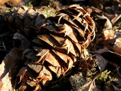Douglasie (Pseudotsuga menziesii) im Schwetzinger Hardt - Dieser Baum stammt ursprünglich aus Nord-Amerika, ist aber mittlerweile ein häufiger Forst-Baum in Europa