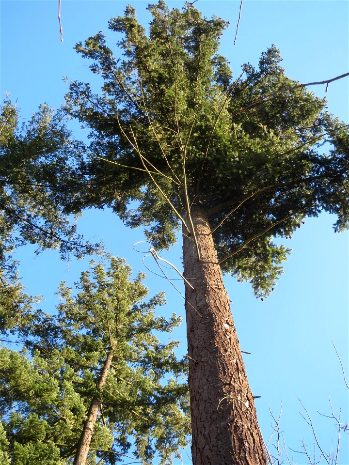 Douglasie (Pseudotsuga menziesii) im Schwetzinger Hardt - Dieser Baum stammt ursprünglich aus Nord-Amerika, ist aber mittlerweile ein häufiger Forst-Baum in Europa