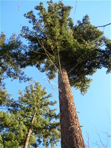 Douglasie (Pseudotsuga menziesii) im Schwetzinger Hardt - Dieser Baum stammt ursprünglich aus Nord-Amerika, ist aber mittlerweile ein häufiger Forst-Baum in Europa photo