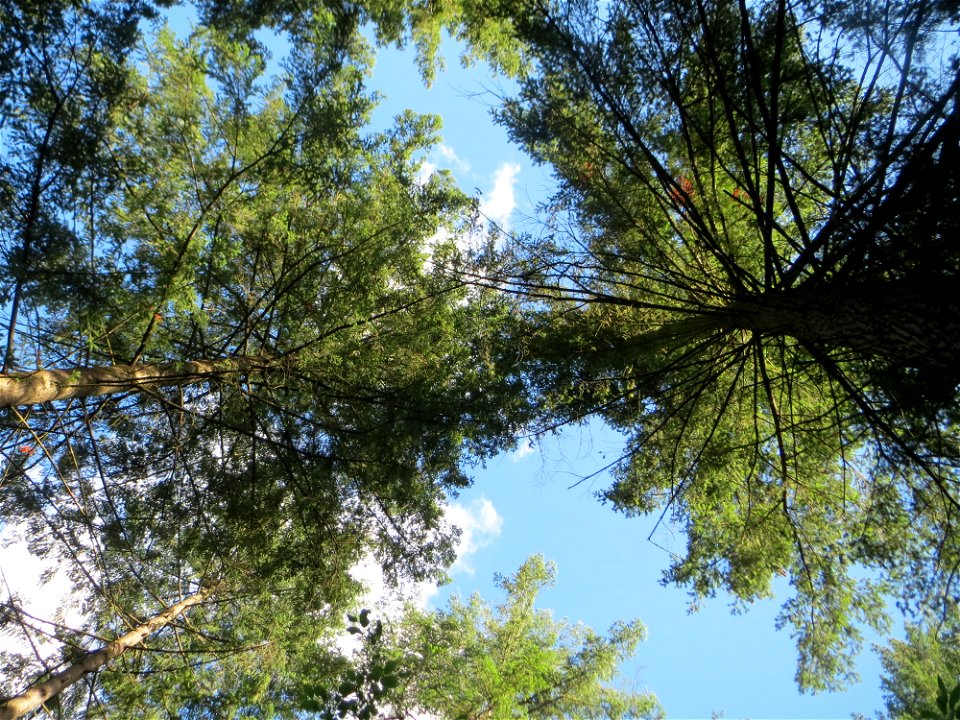 Gewöhnliche Douglasie (Pseudotsuga menziesii) im Schwetzinger Hardt - Ende des 19.Jh. aus Nordamerika als Forstbaum eingeführt