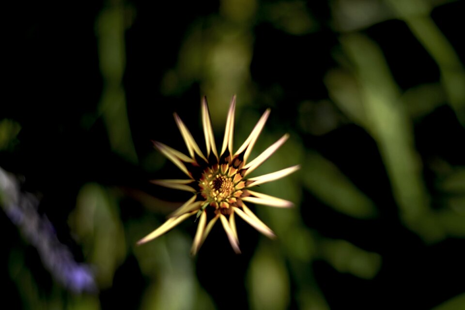 Yellow sunflower flora