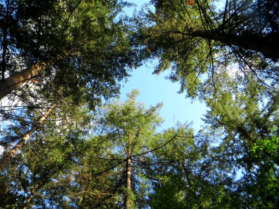 Gewöhnliche Douglasie (Pseudotsuga menziesii) im Schwetzinger Hardt - Ende des 19.Jh. aus Nordamerika als Forstbaum eingeführt