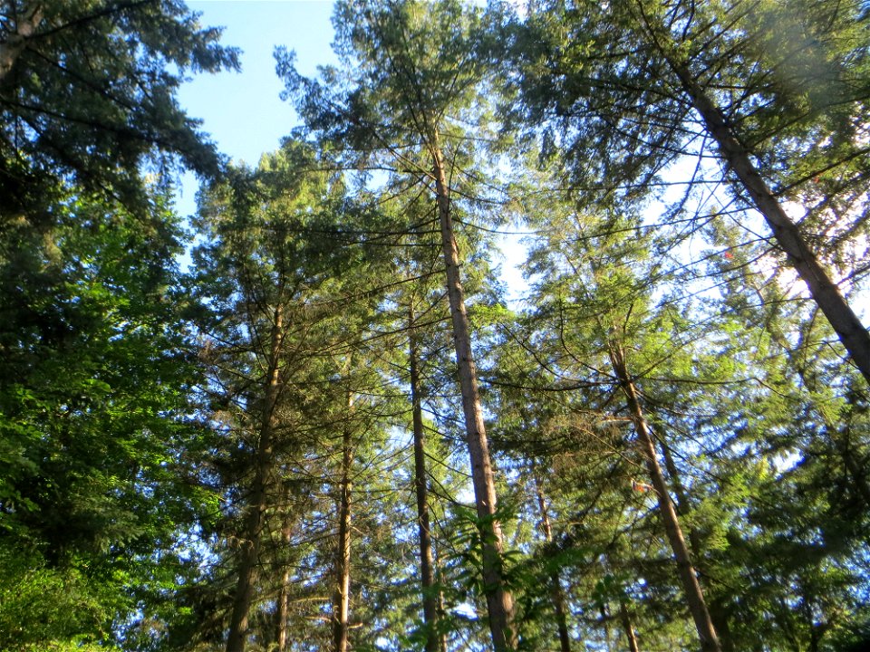 Gewöhnliche Douglasie (Pseudotsuga menziesii) im Schwetzinger Hardt - Ende des 19.Jh. aus Nordamerika als Forstbaum eingeführt