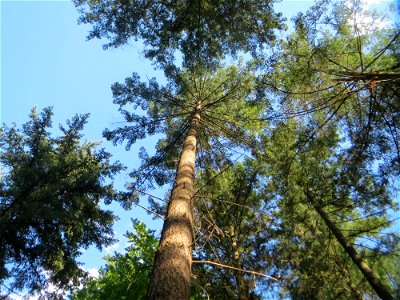 Gewöhnliche Douglasie (Pseudotsuga menziesii) im Schwetzinger Hardt - Ende des 19.Jh. aus Nordamerika als Forstbaum eingeführt