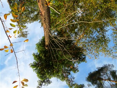 Gewöhnliche Douglasie (Pseudotsuga menziesii) in der Schwetzinger Hardt - Ende des 19.Jh. aus Nordamerika als Forstbaum eingeführt