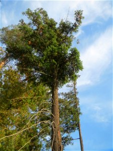 Gewöhnliche Douglasie (Pseudotsuga menziesii) in der Schwetzinger Hardt - Ende des 19.Jh. aus Nordamerika als Forstbaum eingeführt
