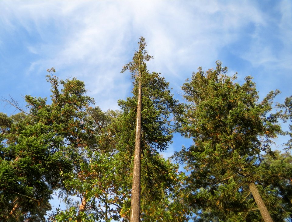 Gewöhnliche Douglasie (Pseudotsuga menziesii) in der Schwetzinger Hardt - Ende des 19.Jh. aus Nordamerika als Forstbaum eingeführt