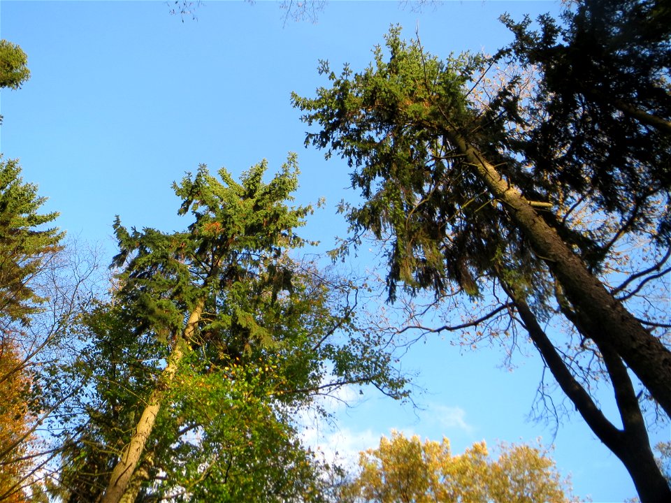 Gewöhnliche Douglasie (Pseudotsuga menziesii) im Dianenhain in Saarbrücken - Ende des 19.Jh. aus Nordamerika als Forstbaum eingeführt