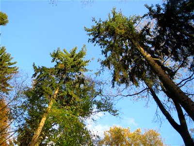 Gewöhnliche Douglasie (Pseudotsuga menziesii) im Dianenhain in Saarbrücken - Ende des 19.Jh. aus Nordamerika als Forstbaum eingeführt photo