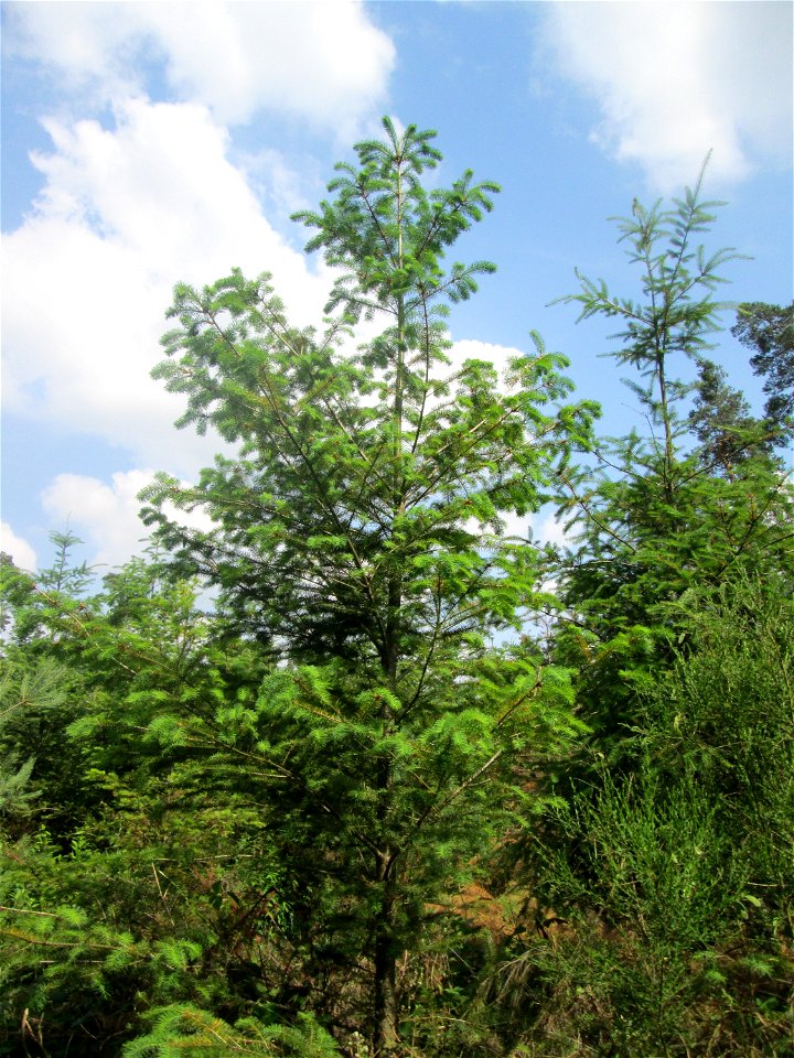 Junge Douglasie (Pseudotsuga menziesii) in der Schwetzinger Hardt