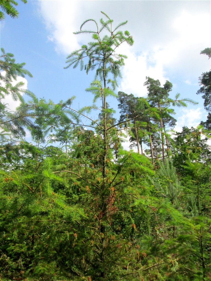 Junge Douglasie (Pseudotsuga menziesii) in der Schwetzinger Hardt