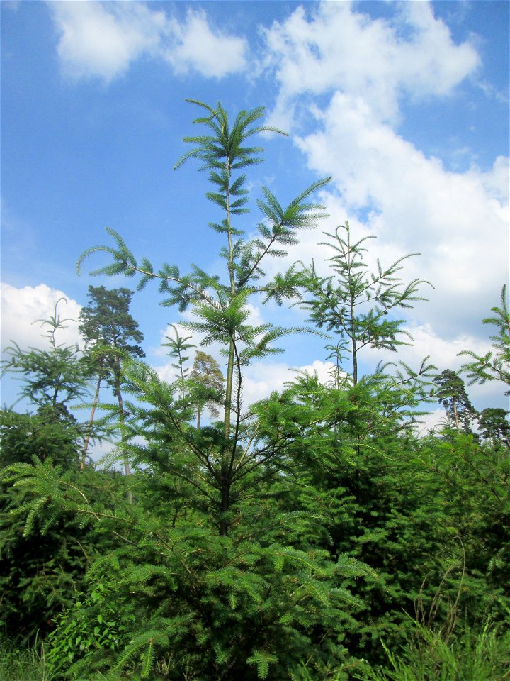 Junge Douglasie (Pseudotsuga menziesii) in der Schwetzinger Hardt