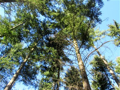 Douglasie (Pseudotsuga menziesii) in der Schwetzinger Hardt, Forstbaum, ursprünglich aus Nordamerika photo
