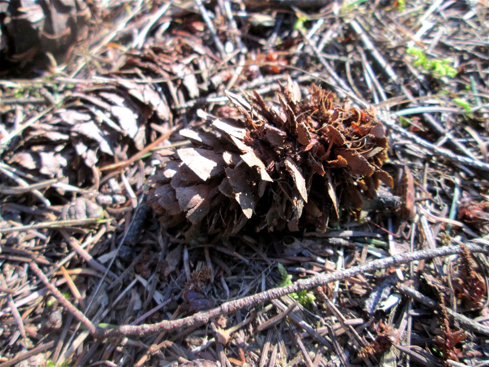 Douglasie (Pseudotsuga menziesii) in der Schwetzinger Hardt, Forstbaum, ursprünglich aus Nordamerika
