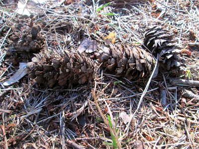 Douglasie (Pseudotsuga menziesii) in der Schwetzinger Hardt, Forstbaum, ursprünglich aus Nordamerika