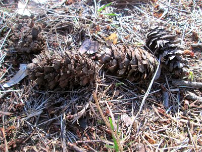 Douglasie (Pseudotsuga menziesii) in der Schwetzinger Hardt, Forstbaum, ursprünglich aus Nordamerika photo