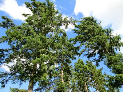 Gewöhnliche Douglasie (Pseudotsuga menziesii) oberhalb von Bad Bertrich