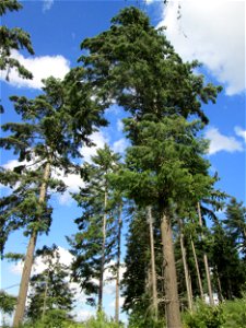 Gewöhnliche Douglasie (Pseudotsuga menziesii) oberhalb von Bad Bertrich