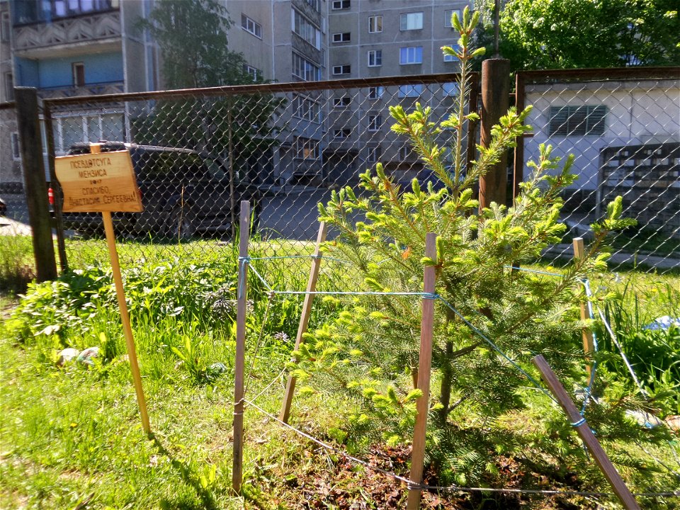 Douglas fir and the plate (Thank you, Anastasia Sergeevna), the tree was planted in 2017. Petrozavodsk, 2021.