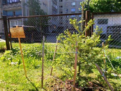 Douglas fir and the plate (Thank you, Anastasia Sergeevna), the tree was planted in 2017. Petrozavodsk, 2021.