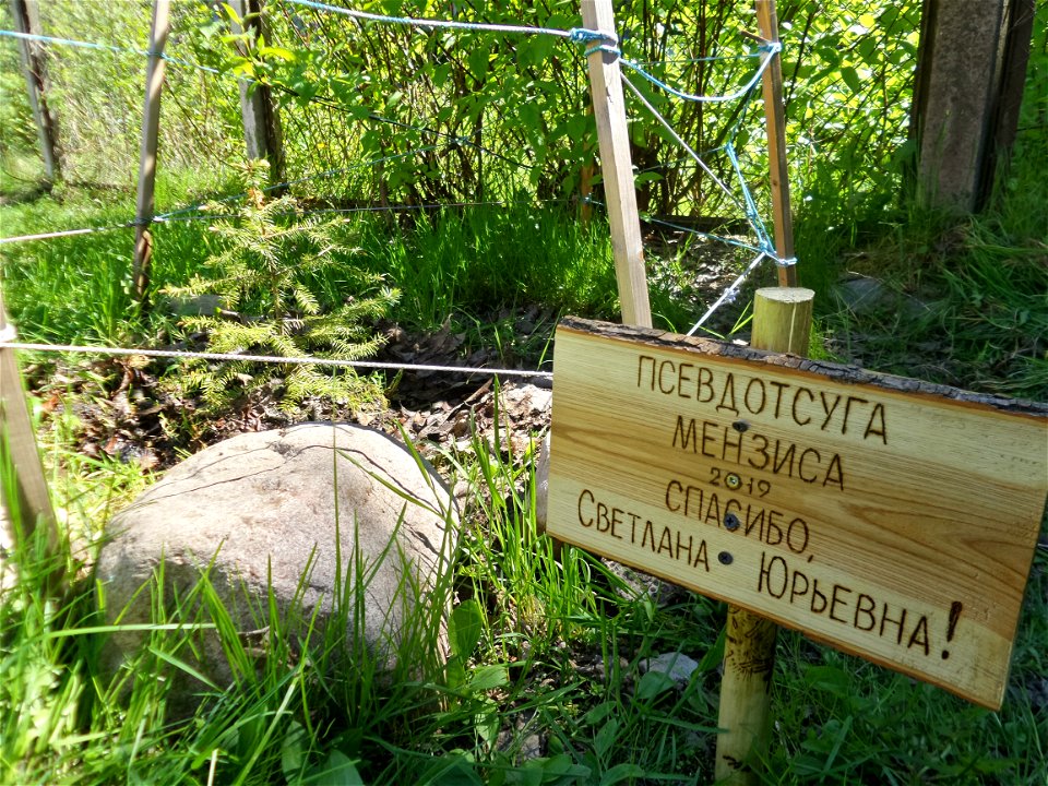 Douglas fir and the plate (Thank you, Svetlana Yurievna), the tree was planted in 2019. Petrozavodsk, 2021.