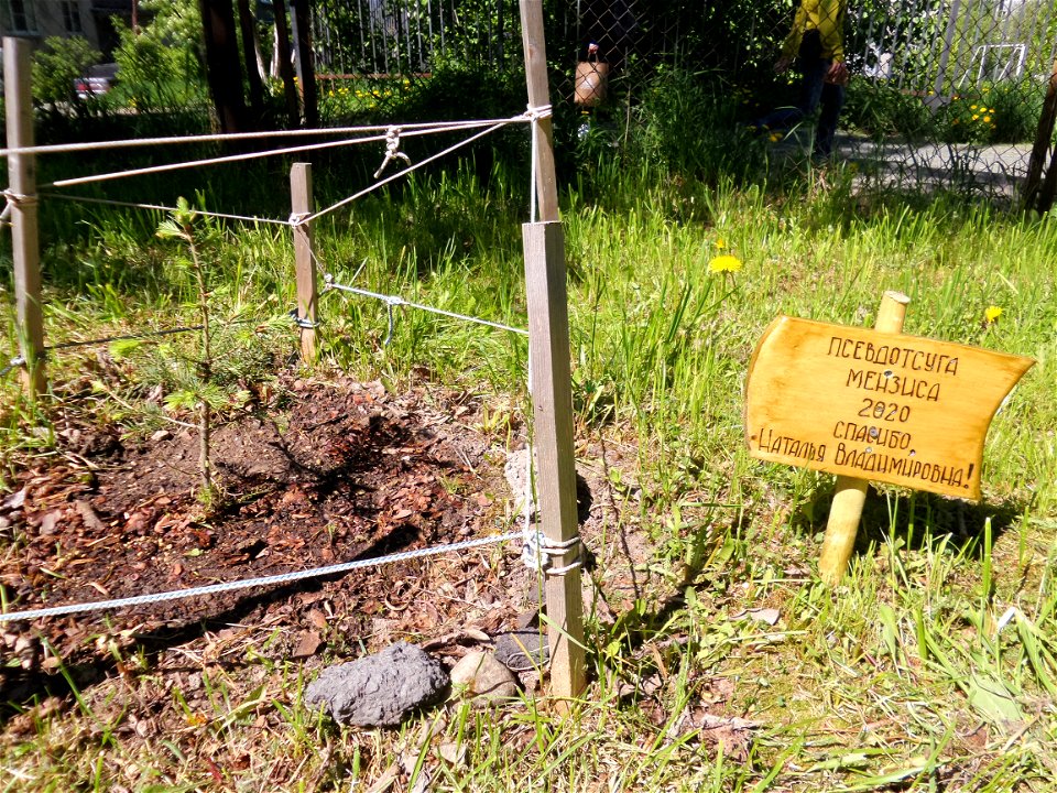 Douglas fir and the plate (Thank you, Natalia Vladimirovna), the tree was planted in 2020. Petrozavodsk, 2021.