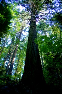 Image title: An old growth douglas fir towers in an old growth forest
Image from Public domain images website, http://www.public-domain-image.com/full-image/nature-landscapes-public-domain-images-pict