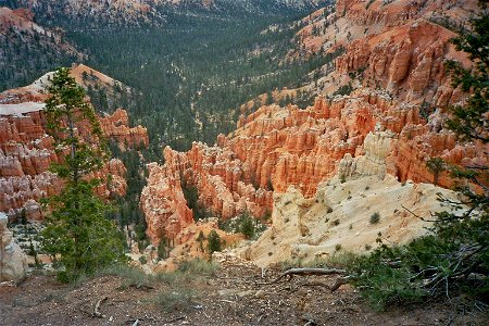 Bryce Canyon National Park, Utah, USA, Trees are Pseudotsuga menziesii photo