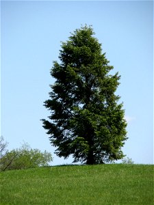 Douglas-fir in a park photo