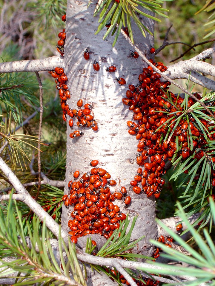 Ladybugs' mating ritual. Tristan Denyer, Colorado Springs, Colorado.