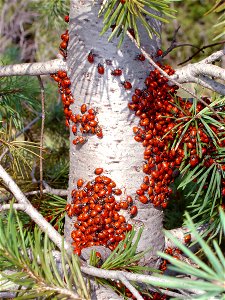 Ladybugs' mating ritual. Tristan Denyer, Colorado Springs, Colorado. photo