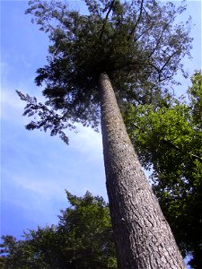Trebah Garden - Douglas-fir tree