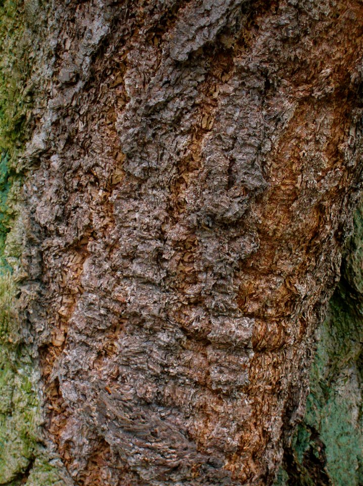 Bark of Douglas Fir at Dawyck Botanic Gardens, Borders, Scotland.