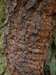 Bark of Douglas Fir at Dawyck Botanic Gardens, Borders, Scotland.