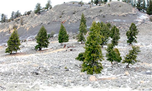 Douglas fir trees in Lamar Valley with nursery rocks photo