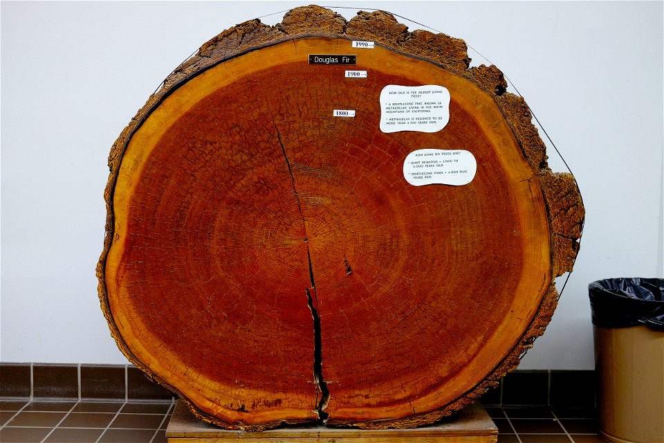 Douglas fir trunk cross-section at Lakeway Learning Center in Gillette, Wyoming