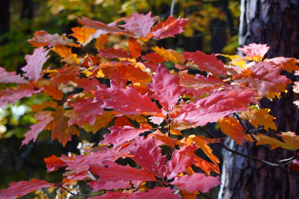 Forests tree foliage