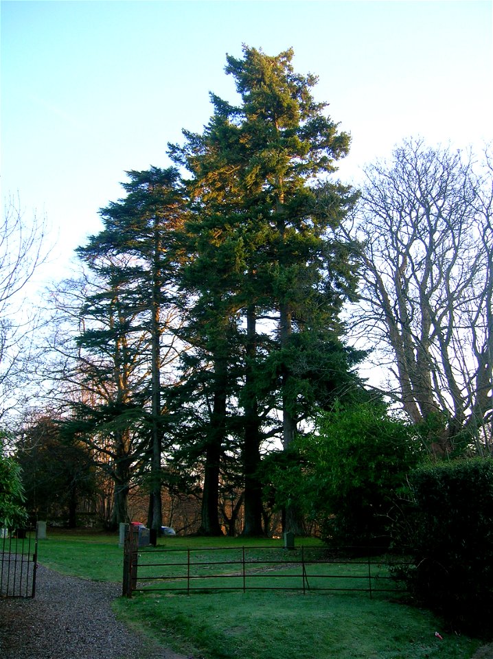 Mature Douglas Firs at Luss on Loch Lomond, Scotland.