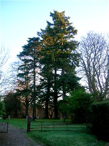 Mature Douglas Firs at Luss on Loch Lomond, Scotland.