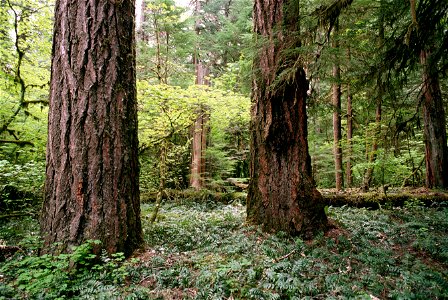 Mt Hood National Forest, douglas fir old growth.jpg