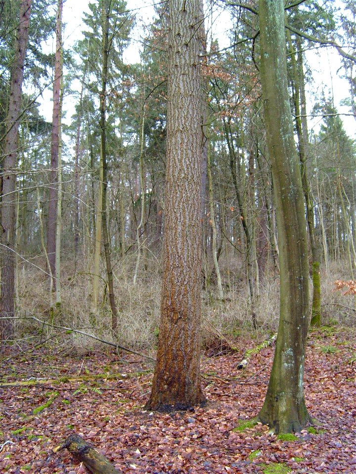 Douglas-fir Pseudotsuga menziesii trunk