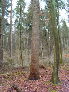 Douglas-fir Pseudotsuga menziesii trunk photo