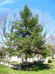 Pseudotsuga menziesii, Mount Auburn Cemetery, Cambridge, Massachusetts, USA.